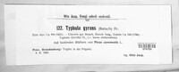 Typhula setipes image